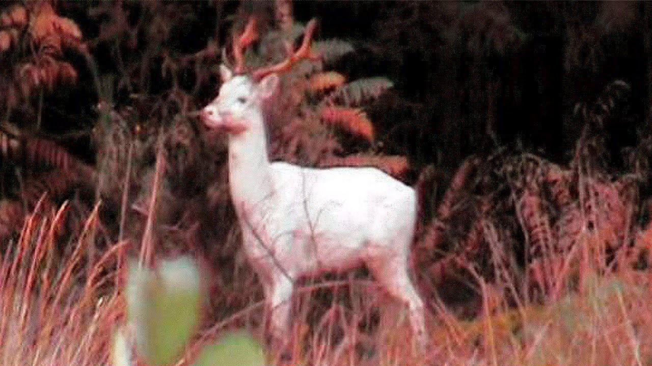 21 Mostly Albino Creatures Explained
