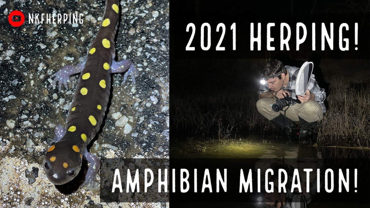 Moving Amphibians off the Road and Exploring Ponds with Hundreds of Frogs and Salamanders! (2021)