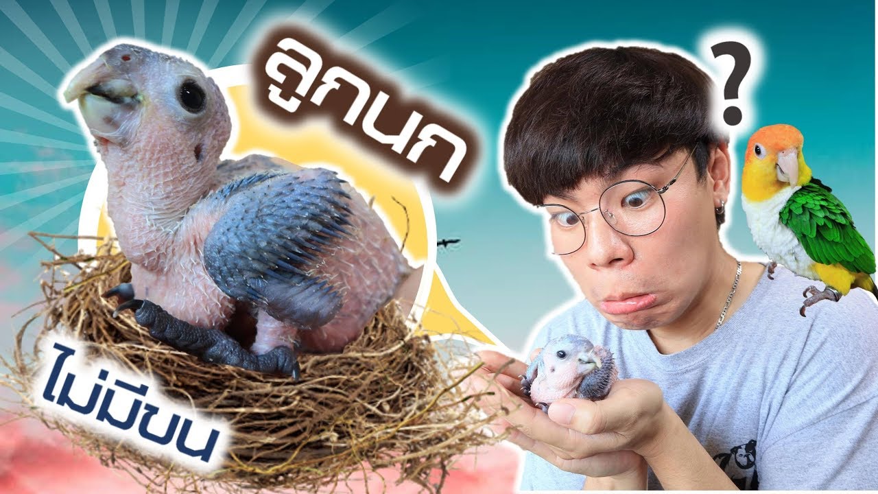 พาลูกนกตัวใหม่ยังไม่มีขน เข้าบ้านครั้งแรก | My PET EP.43