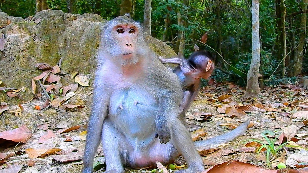 Put Wondering! What Is Baby Amina Speaking With..?? | @IShowMonkeyTV