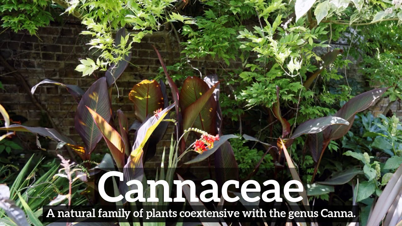 How to Say Cannaceae in English? | How Does Cannaceae Look? | What is Cannaceae?