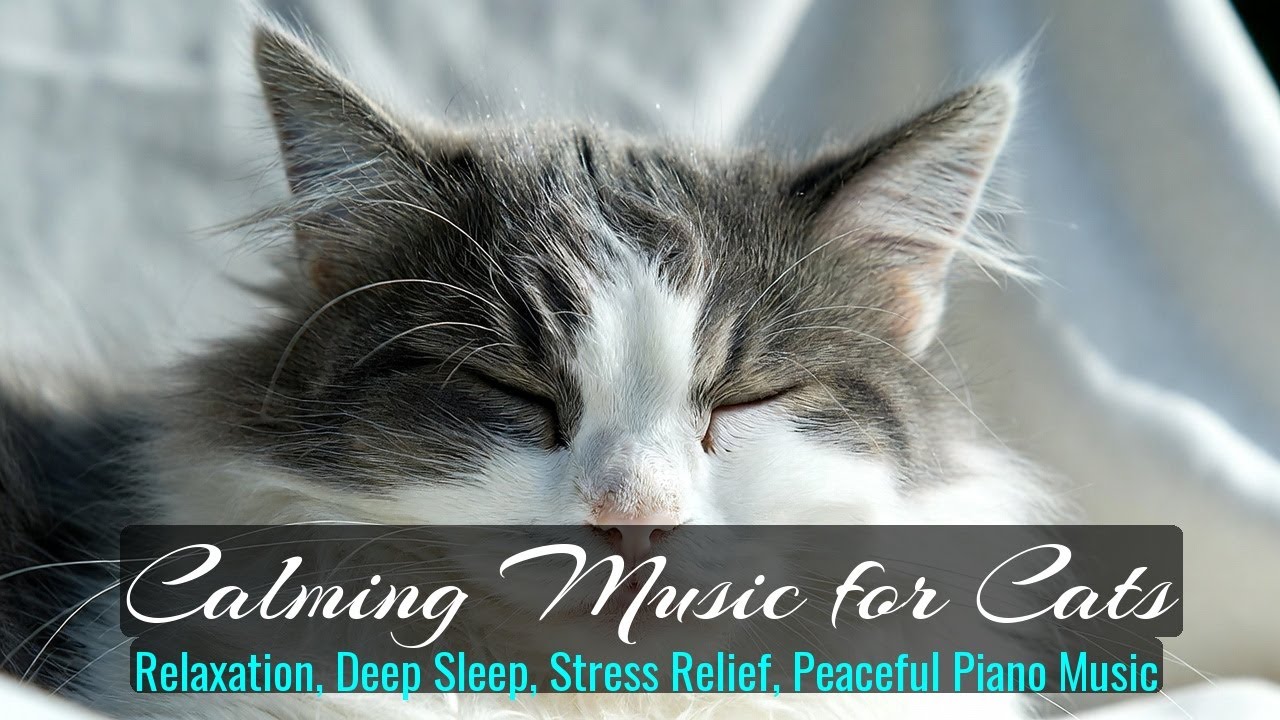 LIVE 🐱 Sleepy Cat Music Under Moonlight 🌙 | Season 12