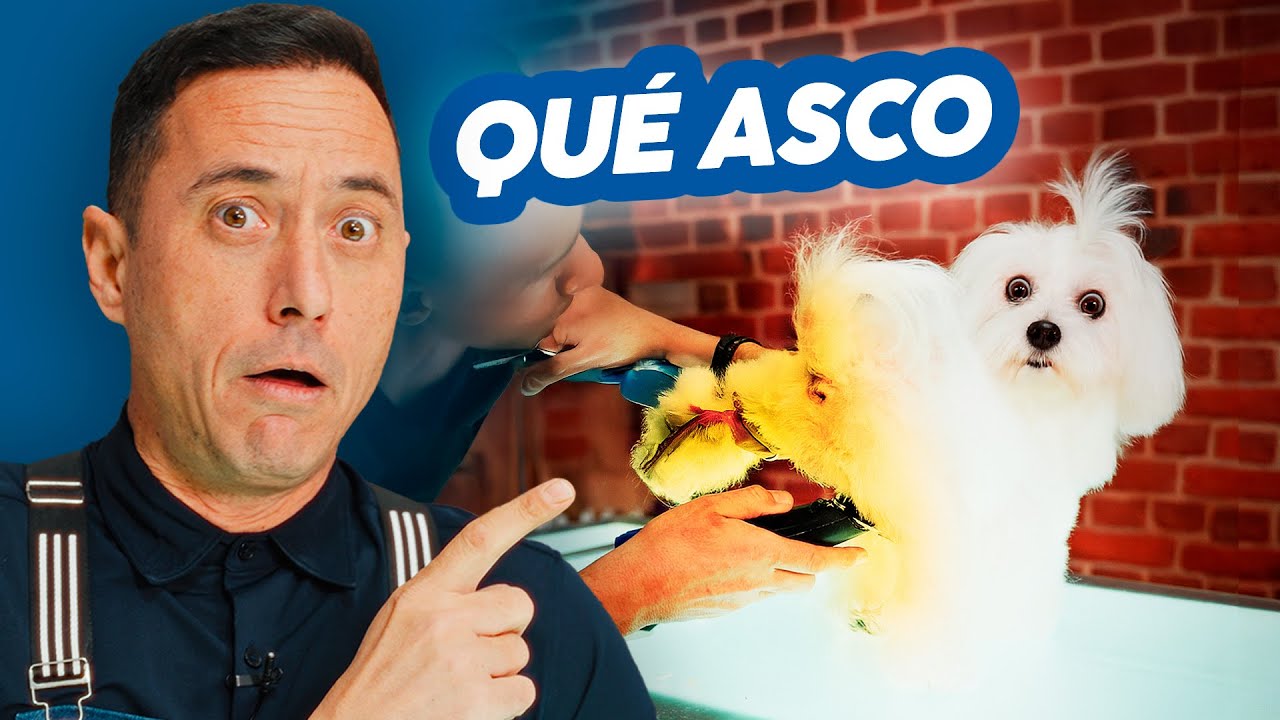 Este MALTÉS tiene el CULO AMARILLO ¿Qué HACEMOS?