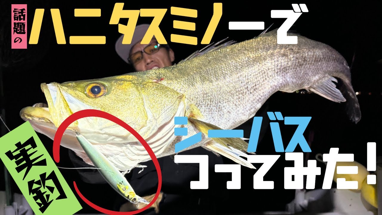 【話題のルアー】ハニタスミノーで秋の太いシーバスを捕獲！！【マドタチ】【シーバスルアーラボ】