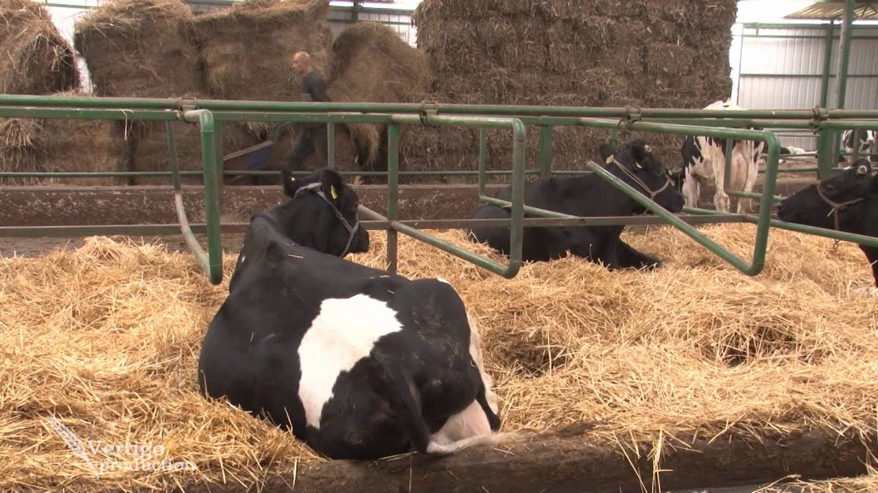 Savremena farma krava i proizvodnja mleka u Nakovu HD   U nasem ataru 464