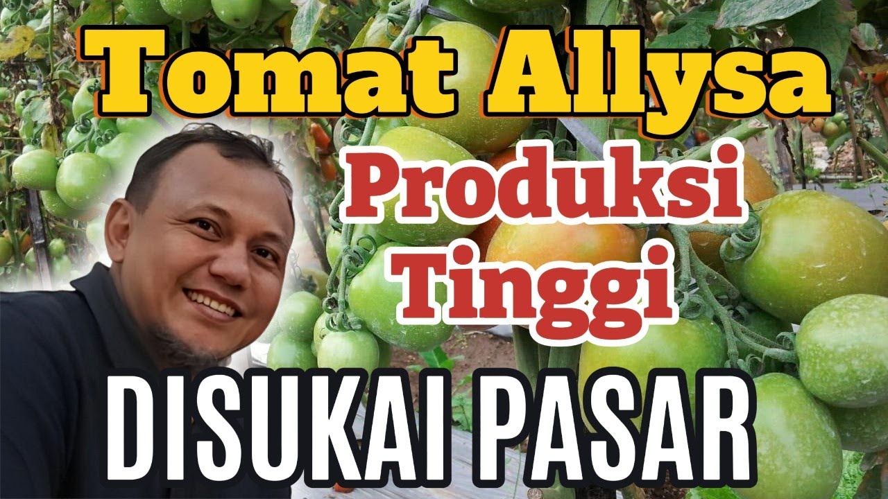 KETEMU !!! Tomat Paling Disukai Petani, Bandar dan Pasar Tomat Hibrida Alyssa F1 Cap Tiga Daun