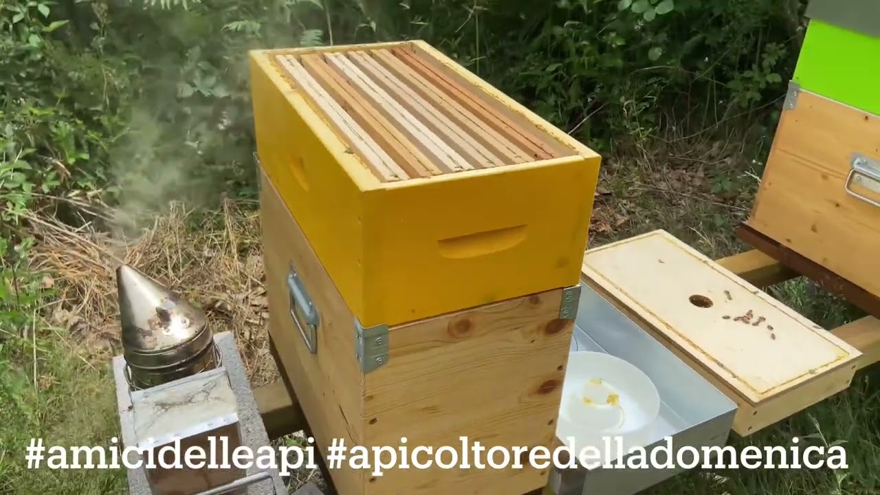 Miele di castagno, lo spettro della siccità