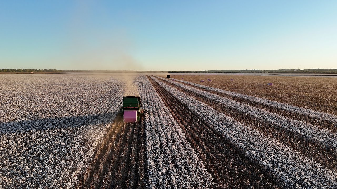 Australia Cotton Picking 2025 - Bungaree Contracting