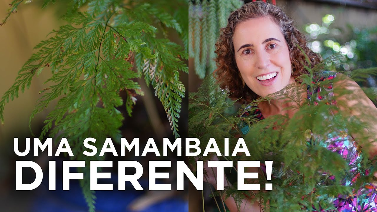 RENDA PORTUGUESA - DICAS DE CULTIVO E MULTIPLICAÇÃO