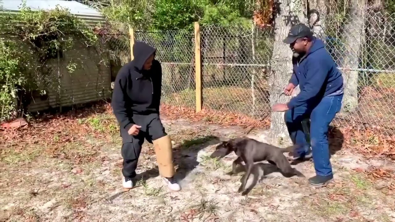 King Kodak Blue the Dutch Shepherd Dog