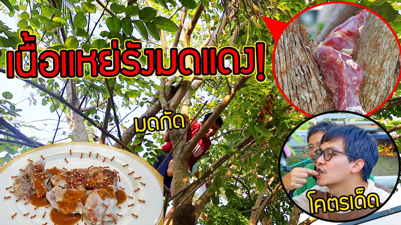เนื่้อแหย่รังมดแดงกับเเจ่วมดแดง เมนูเวียดนามที่โคตรเจ็บตัว เพราะมดกัด