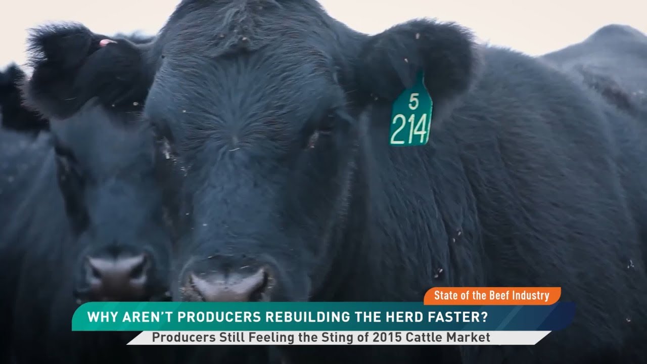 Why is Rebuilding the Beef Cattle Herd so Slow?