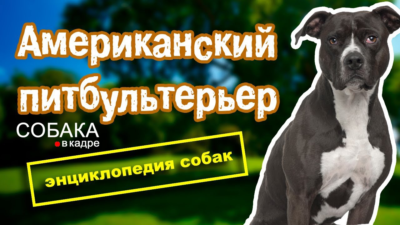 Американский питбультерьер. Энциклопедия собак.