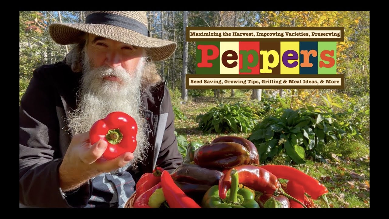 Abundant Pepper Harvest, Tips on How to Maximize HARVEST, Companion Plant, Preserve, Collect Seeds