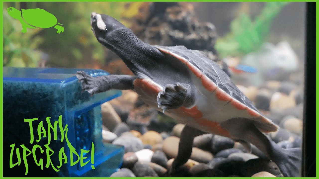 Pink Belly Sideneck Gets a Tank Upgrade | 40 Gallon Turtle Tank Set Up