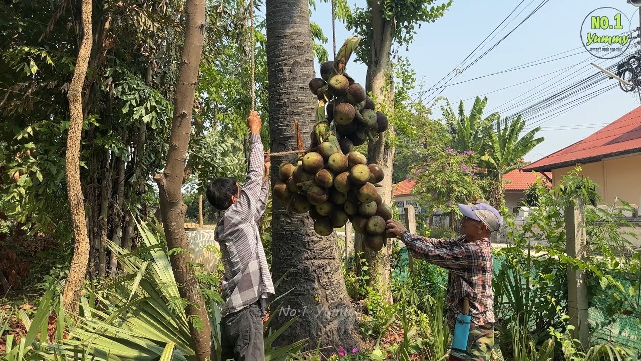 Very strong! Amazing skills cutting fresh Palmyra Palm Fruit from the tree - Street Food Thailand