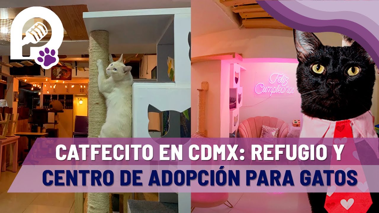 Catfecito en CDMX es el sustento de un refugio y centro de adopciones para gatos desde hace 5 años