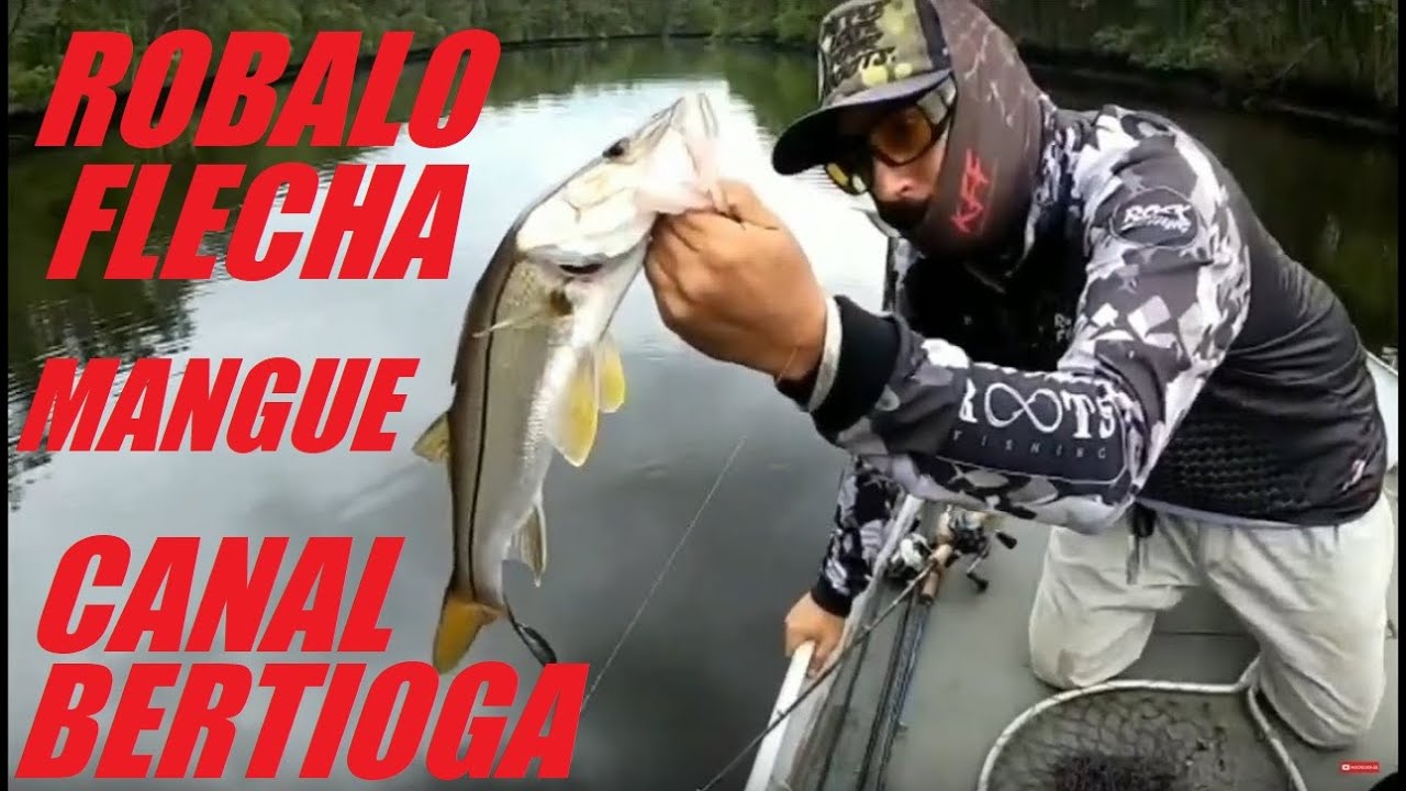 Pesca ROBALO Flecha no CANAL BERTIOGA Guaruj&aacute; Santos