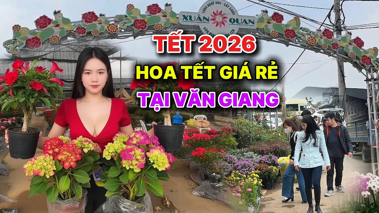 Chợ cây cảnh tết 2026 | Hoa tết giá rẻ tại chợ hoa Xuân Quan hút khách mua