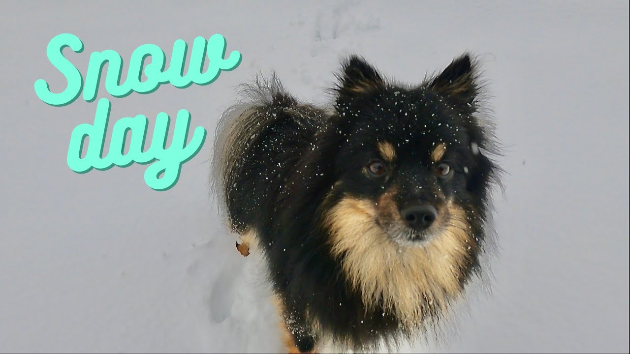 Mittelspitz February Snow Day