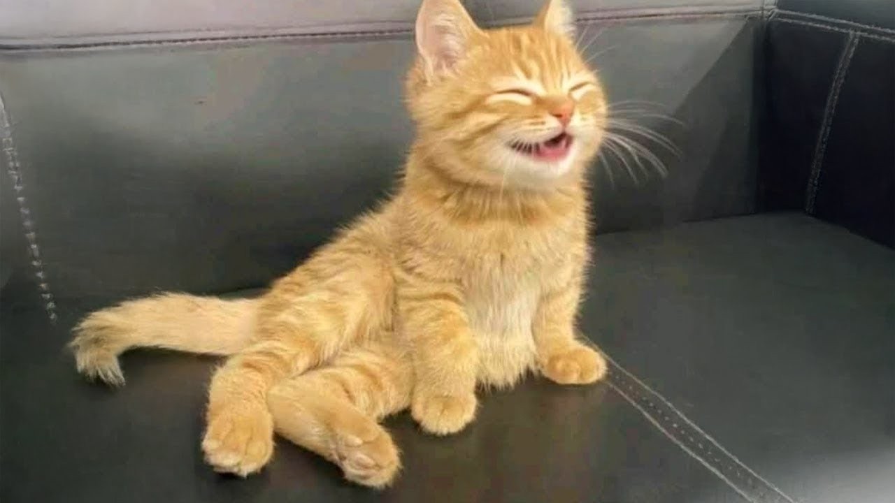 This Cute Cat’s Smile Will Melt Your Heart!😻