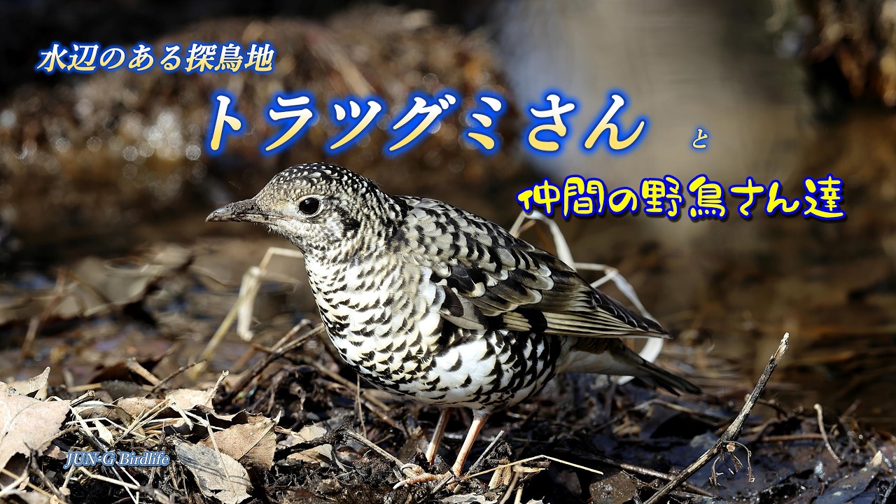 水辺のある探鳥地 トラツグミさんと仲間の野鳥さん達