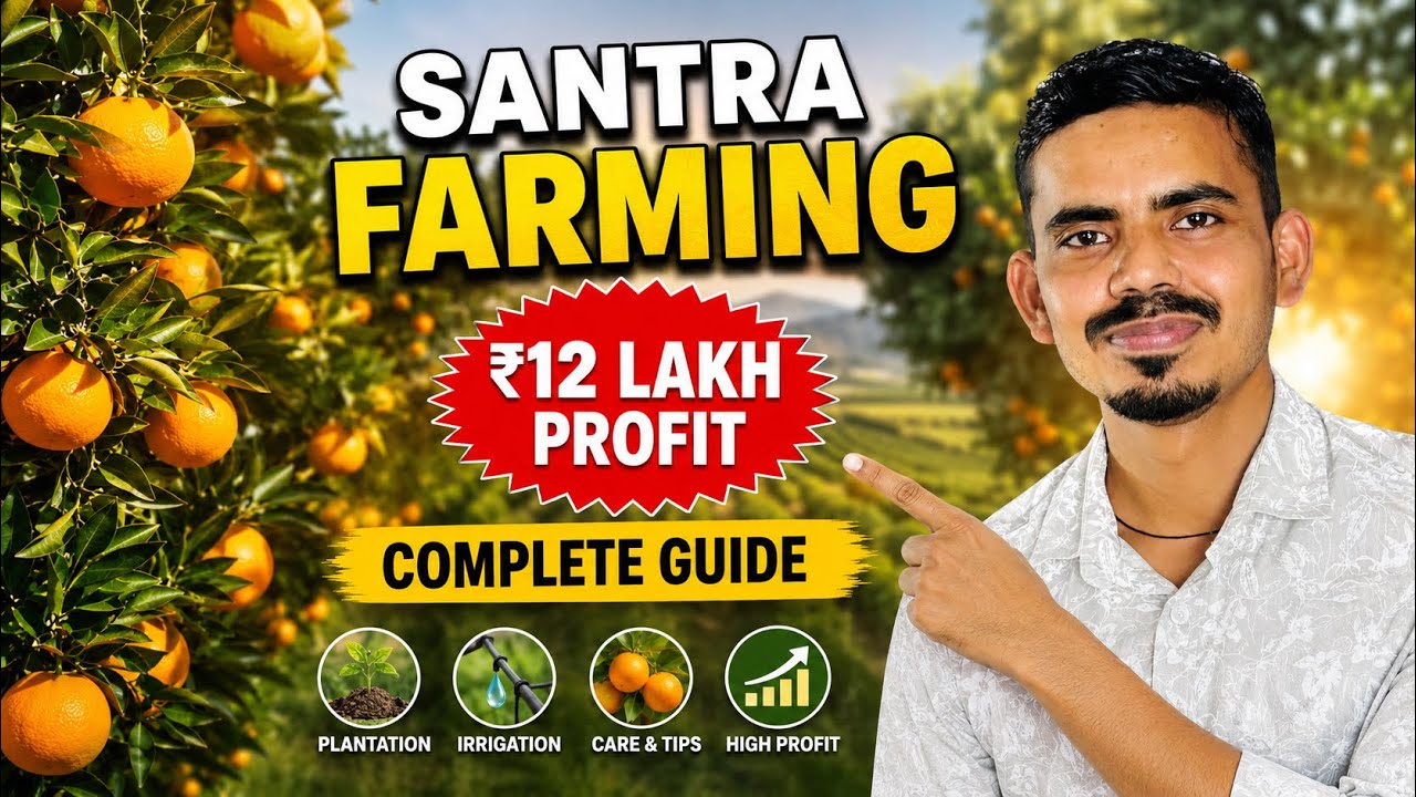 1 Acre Mein Santra Farming Se 10-12 Lakh Saal Ka Kamaye | Complete Guide | Agribist