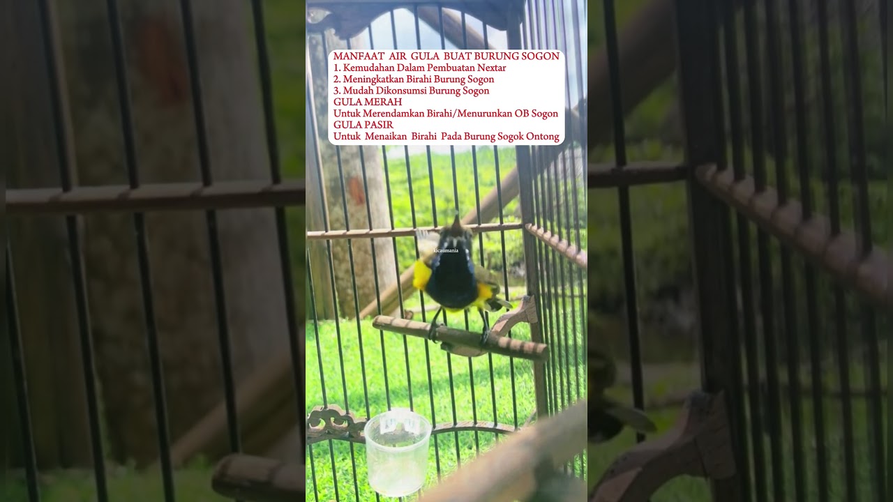 Manfaat Air Gula Untuk Burung Sogok Ontong #birds #burung #sogokotong #kolibrininja #kicaumania
