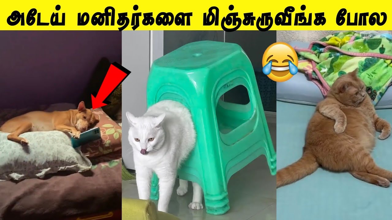 படுத்துக் கொண்டே Reels பார்க்கும் நாய்😂 | நமக்கு இதெல்லாம் தேவையா 🤣