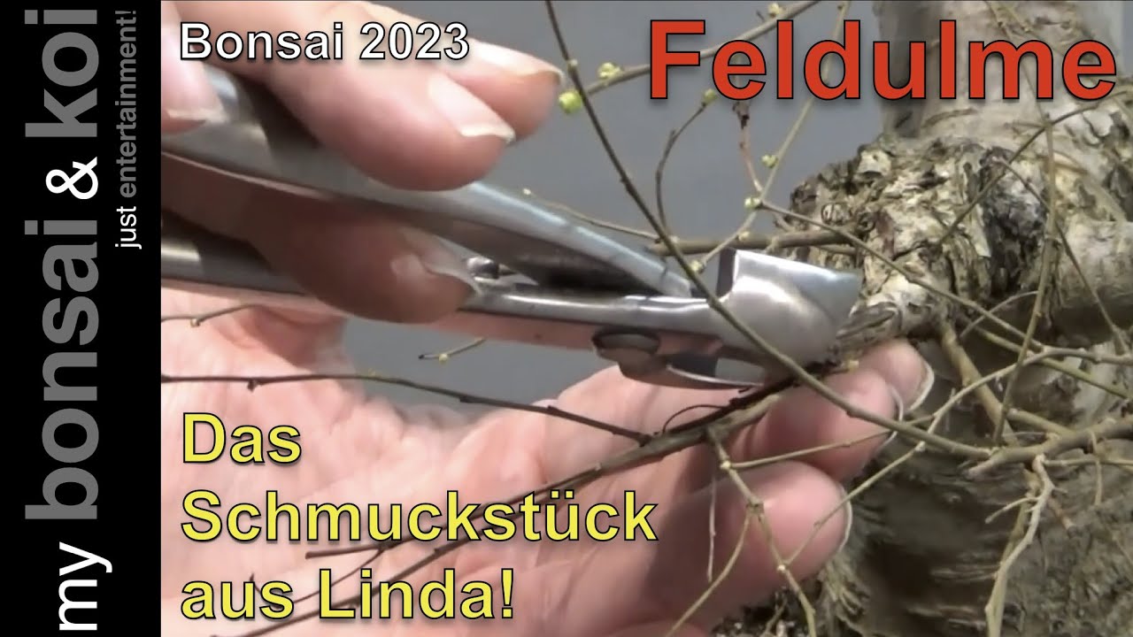 Bonsai 2023-25 - Feldulme - Ulmus minor - das Schmuckstück aus Linda