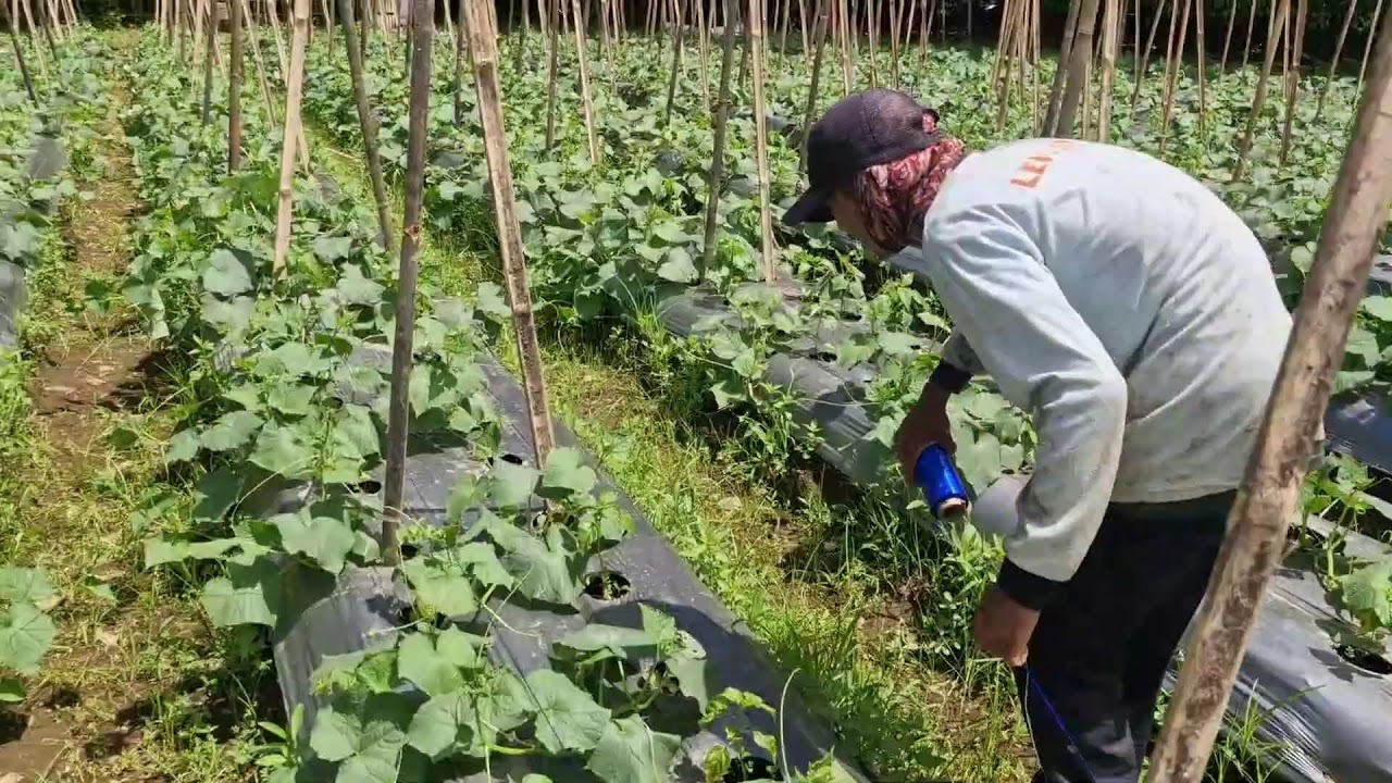 FARMER’S SECRET TO PERFECTLY GROWING CUCUMBERS BY TWISTING TWINE ON STAKES - Agriculture Gardening