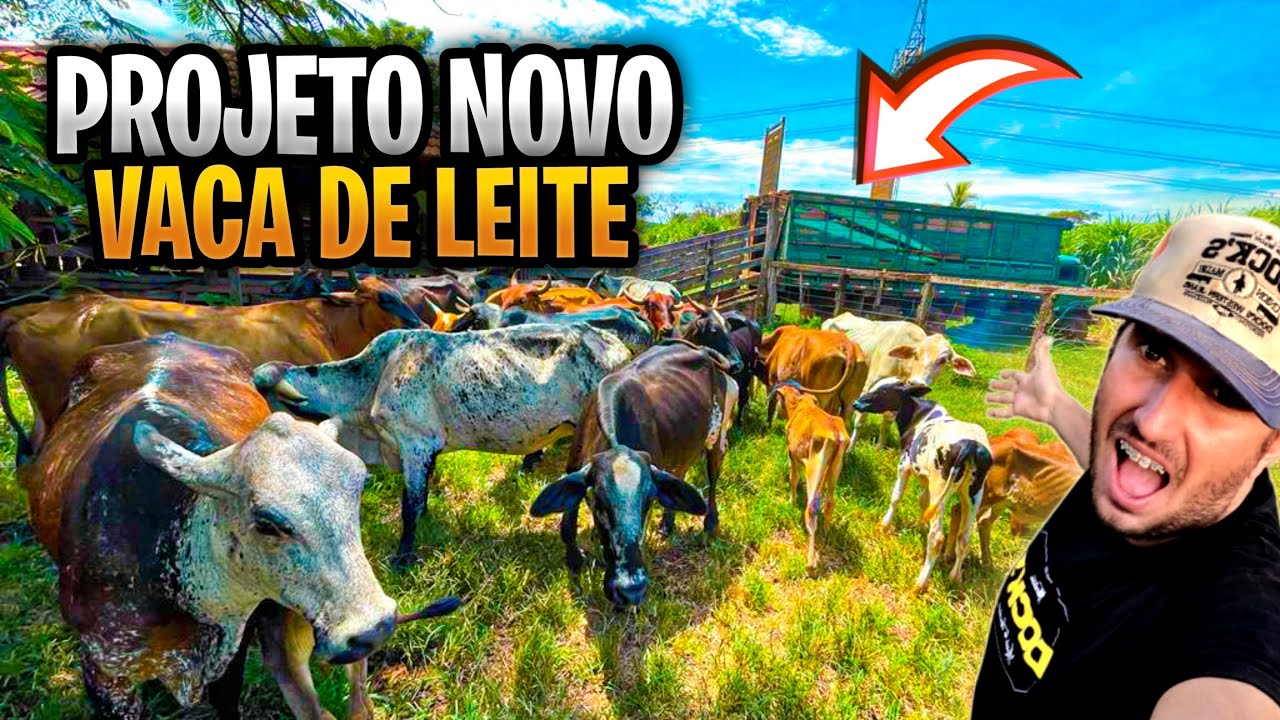 CHEGARAM MAIS VACAS NOVAS DE LEITE