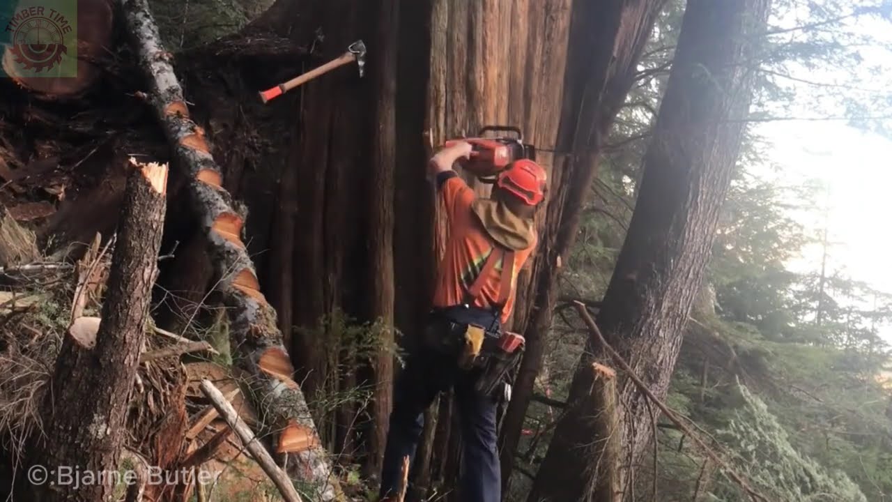 Extreme fastest dangerous big chainsaw cutting tree machines | Monster stump removal excavator #12