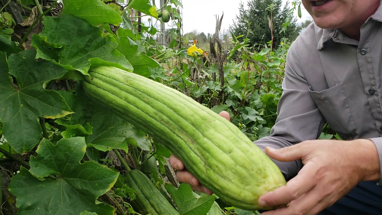 Luffa Gourd Growing and Harvesting Eating and Sponges
