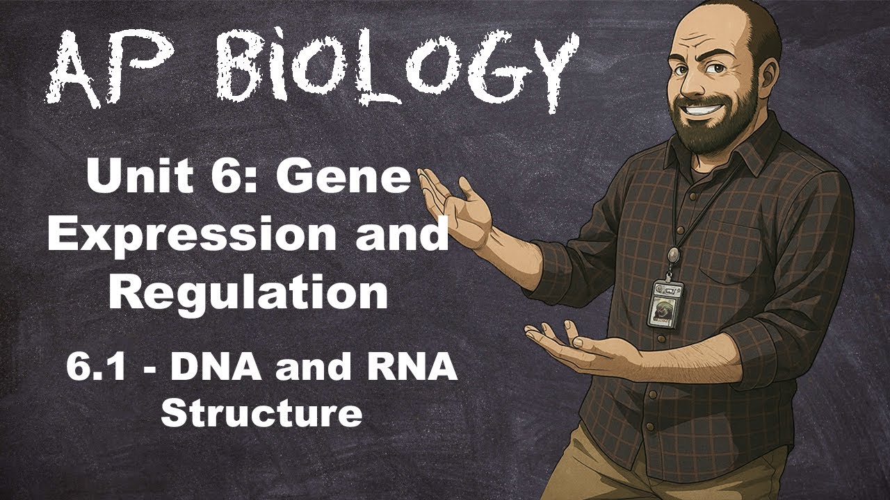 AP Bio, Раздел 6 – Тема 6.1 – Структура ДНК и РНК