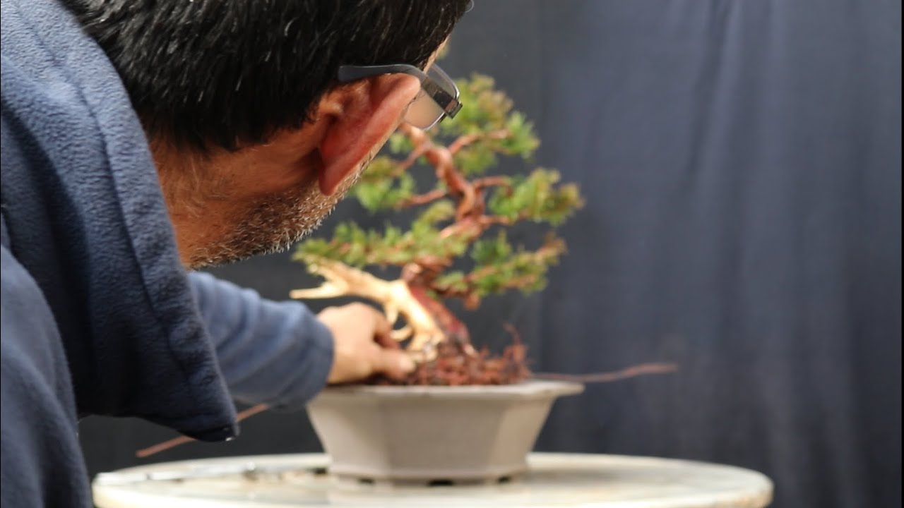 Shimpaku Juniper