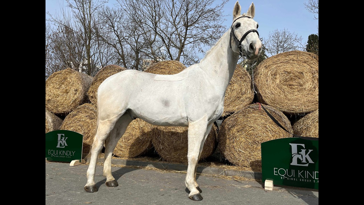 16yo schoolmaster gelding by Acorn