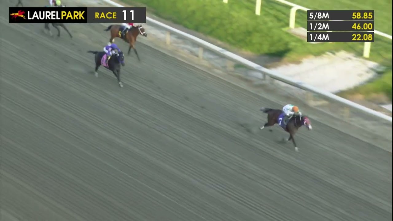Laurel Park 2025-11-1 PL#11_RACE 11