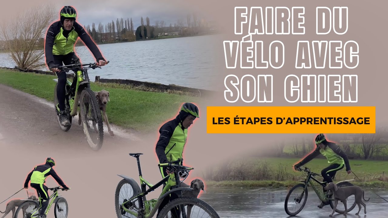 Faire du vélo avec son chien : les étapes d’apprentissage - éducation canine moderne et réaliste