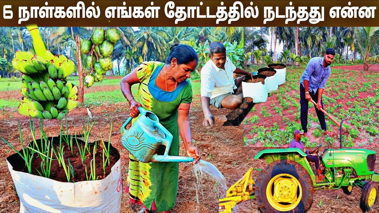 எங்கள் வீட்டு தோட்டத்தில் வெளிநாட்டு பயிர்களா l village life 💚 vanni bro 