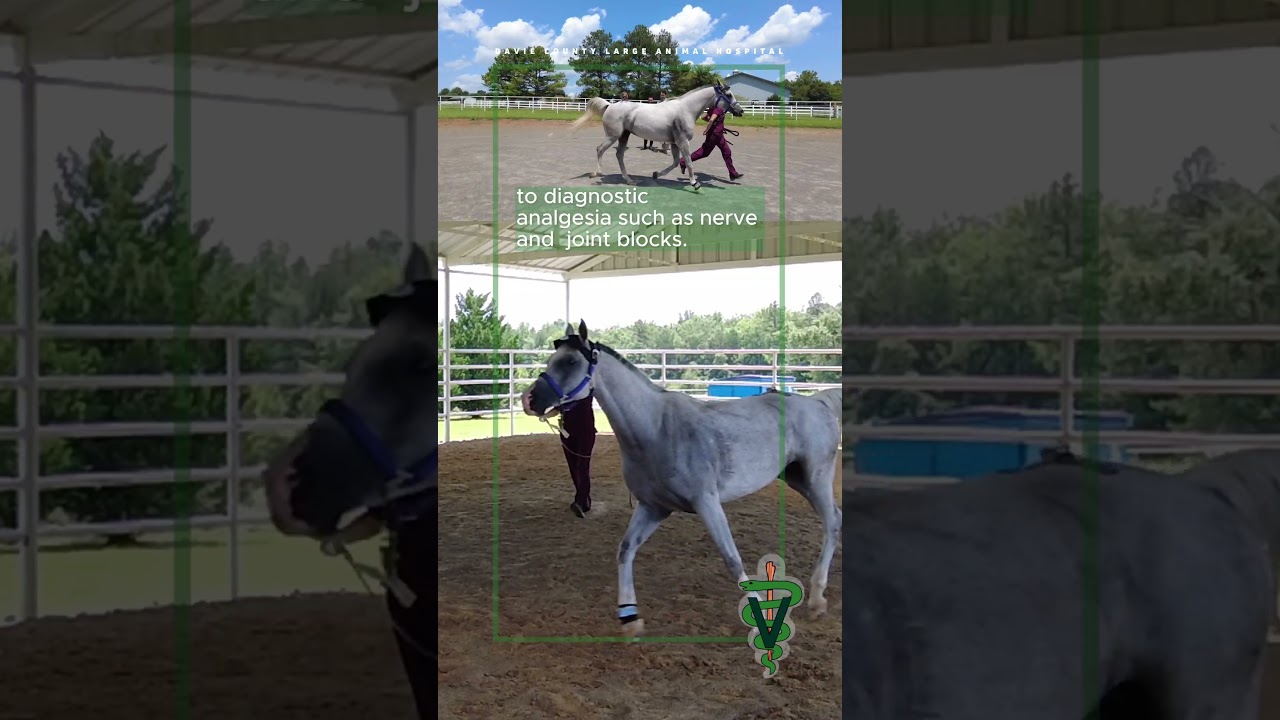 Lameness Locator | Davie County Large Animal Hospital