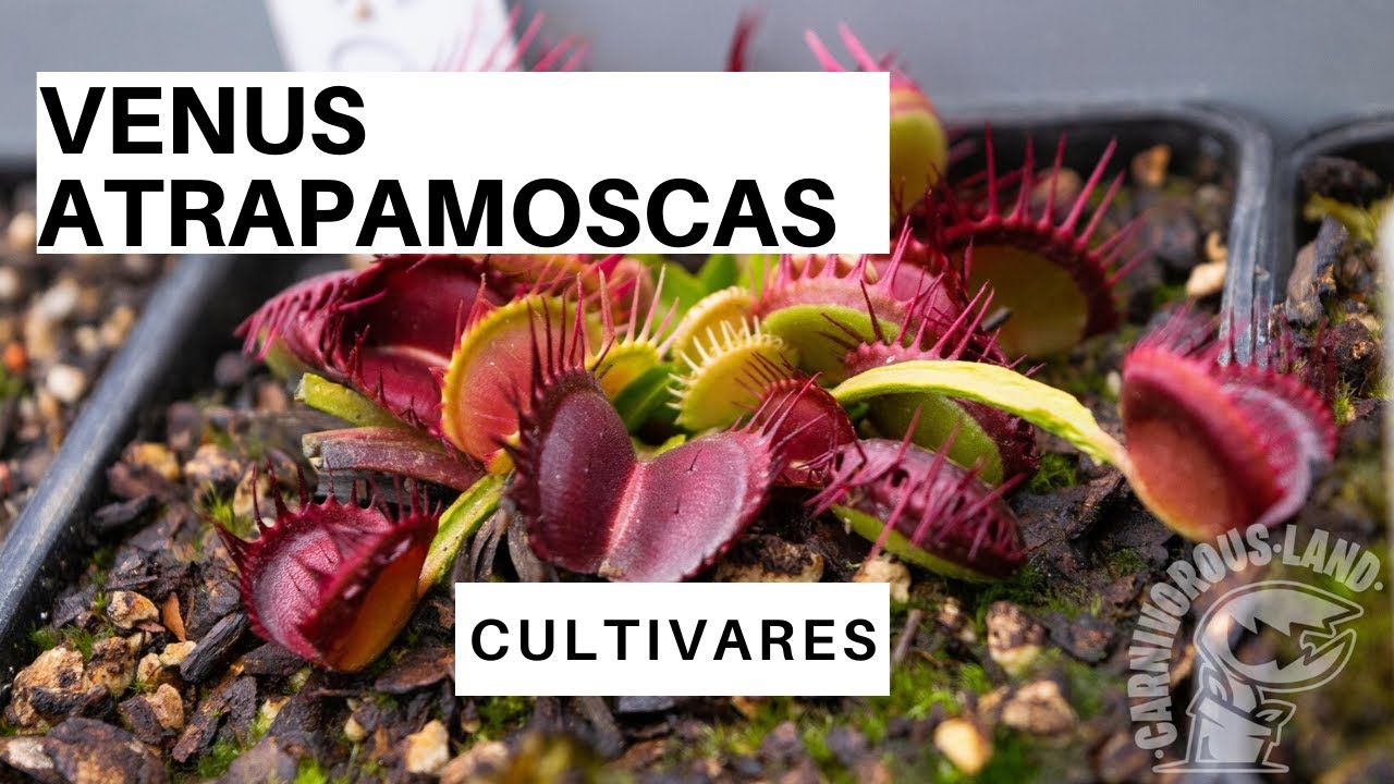 Cultivares de Venus atrapamoscas - Carnivorous Land