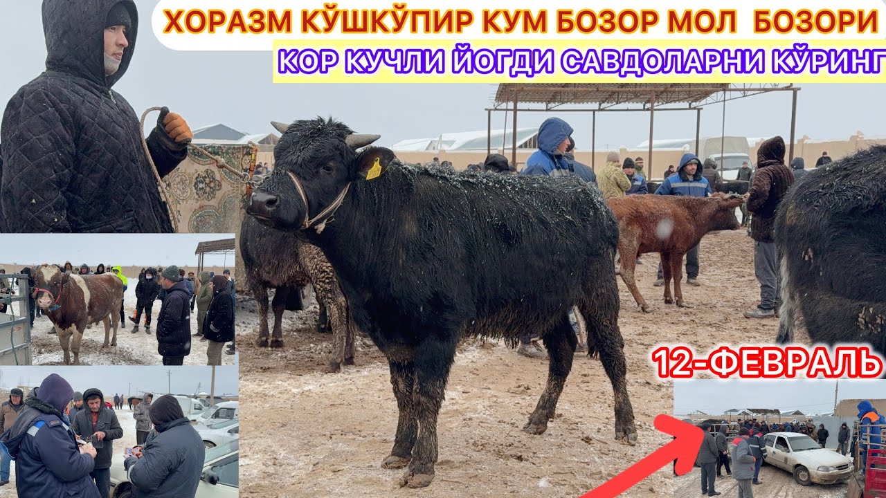 ХОРАЗМ КЎШКЎПИР КУМ БОЗОР МОЛ БОЗОРИ КОР КУЧЛИ ЙОГДИ САВДОЛАРНИ КЎРИНГ 12-февраль 2026 г.
