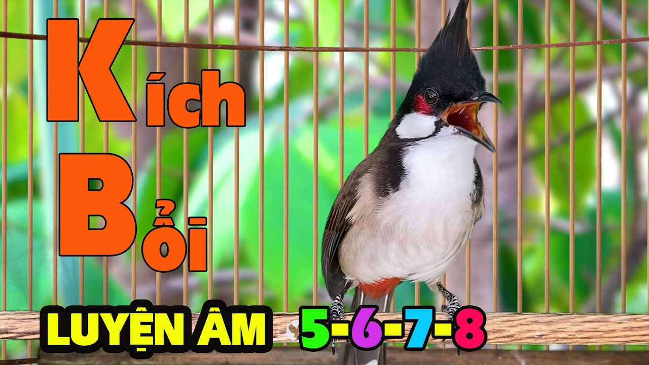 Chào mào RO-KÌNH kích bổi xổ giọng - Kích Bổi Hót Ché / giúp chim bổi căng lửa nhanh nhất