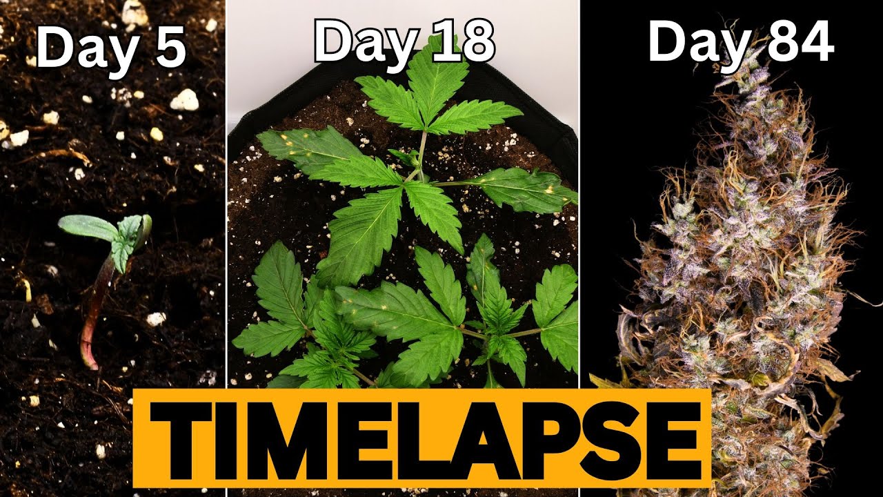 Seed to Flower: Epic Cannabis Time-Lapse in the urban Chili Grow Cabinet!