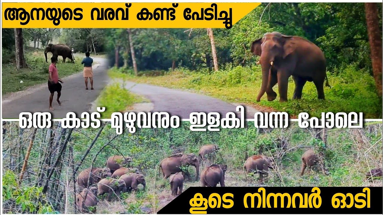 ഈ കൊമ്പൻ ആ കൂട്ടത്തിൽ ഇല്ല | Wild elephant | Mamalakkandam | Tusker @ArunkumarPurakkattu