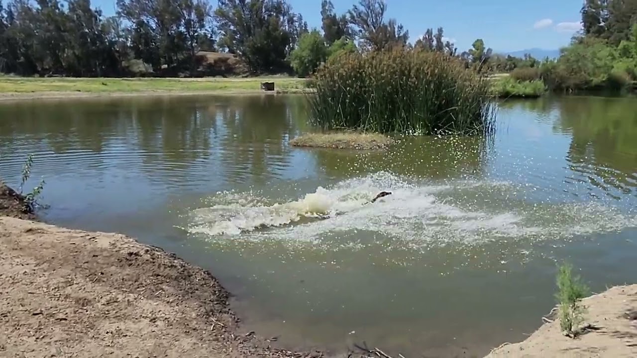 senior Akc Hunt test Water series