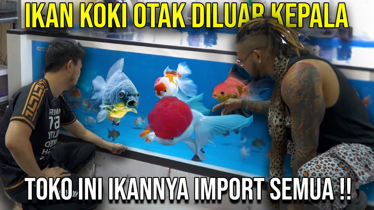 IKAN KOKI OTAK DILUAR KEPALA TOKO INI IKANNYA IMPORT SEMUA !!#Audreykingofthejungle #indoexotic