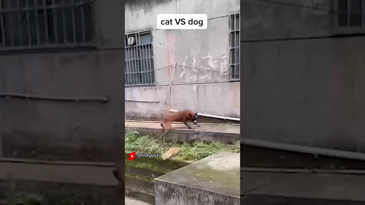 WARNING !! Graphic content cat vs dog #shorts