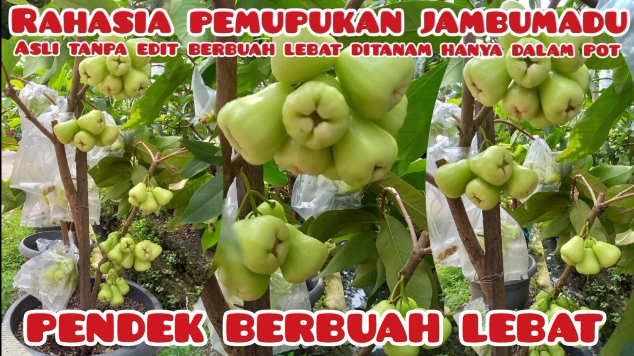 RAHASIA PEMUPUKAN JAMBU MADU TABULAPOT DISAAT SEDANG BERBUAH AGAR HASIL BUAH BESAR DAN MANIS